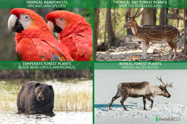 What Is a Forest Ecosystem? - What animals live in the forest ecosystem?