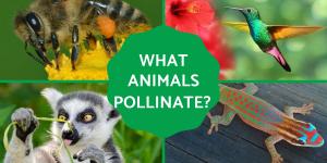 What Animals Pollinate? - Pollinators Examples