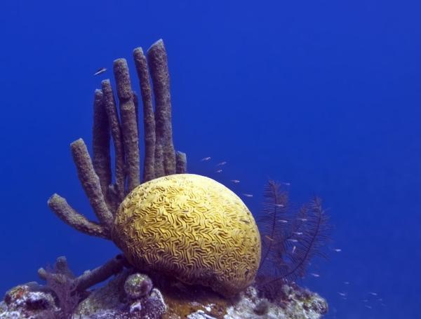 What is the Great Blue Hole? - What animals the Great Blue Hole?