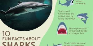 What Are 10 Facts About Sharks?
