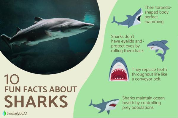What Are 10 Facts About Sharks?