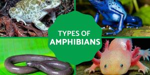 What Are Amphibians? - Definition, Types and Examples