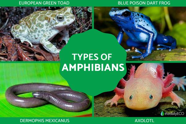What Are Amphibians? - Definition, Types and Examples