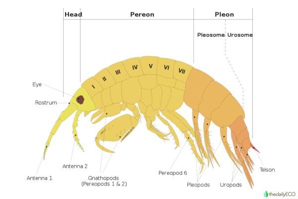 What Are Amphipods? - Characteristics and Types - What are amphipods?