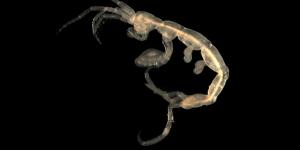 What Are Amphipods? - Characteristics and Types