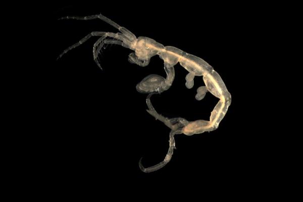 What Are Amphipods? - Characteristics and Types