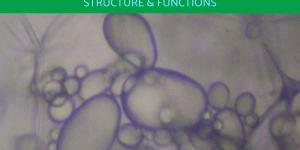 What Are Amyloplasts in Plant Cells?
