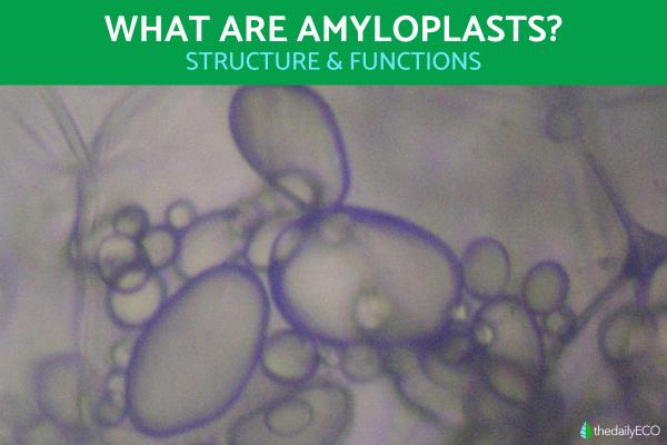 What Are Amyloplasts in Plant Cells?