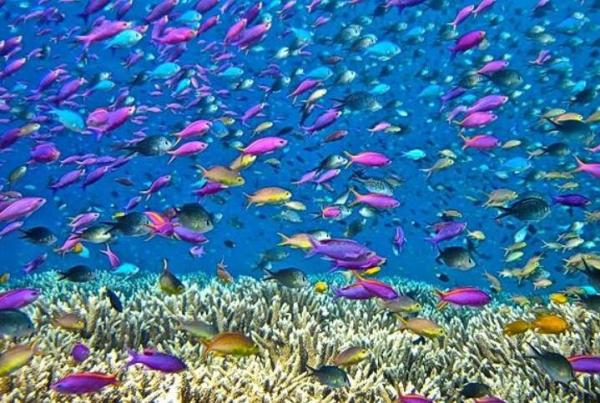 What Is an Aquatic Ecosystem? - What are aquatic ecosystems?