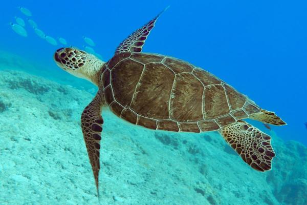 Types of Aquatic Reptiles - What are aquatic reptiles?