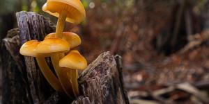 What Are Basidiomycetes Fungi?