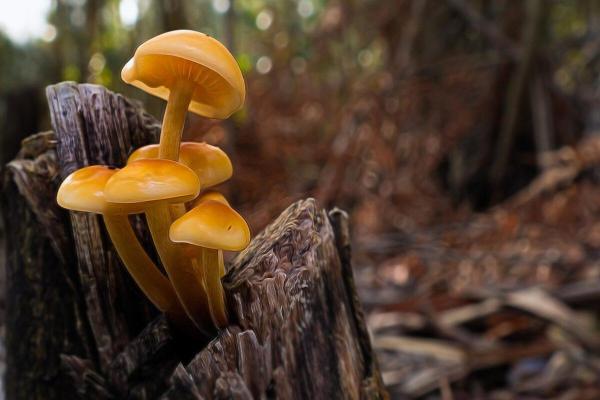 What Are Basidiomycetes Fungi?