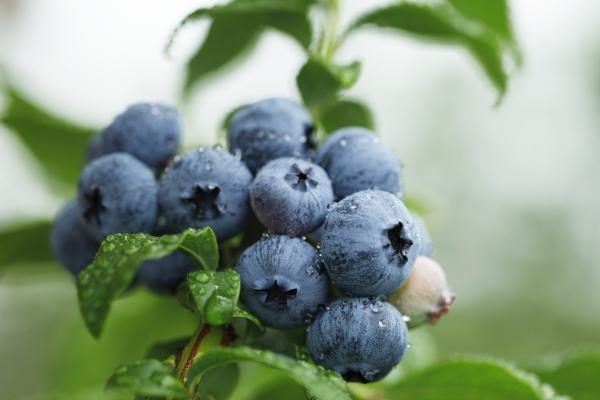 What Is Considered a Berry? - What are berries?