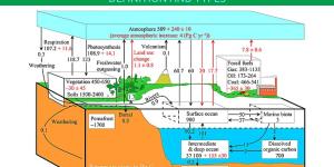 What Are Biogeochemical Cycles?
