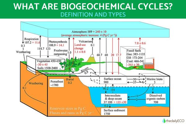 What Are Biogeochemical Cycles?