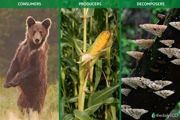 What Is the Difference Between Biotic and Abiotic Factors? - What are biotic factors?