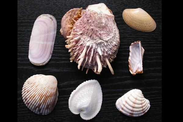 What Is a Bivalve Mollusk? - What are bivalves?