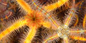 What Are Brittle Stars?