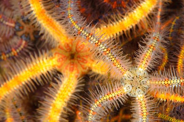 What Are Brittle Stars?