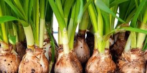 What Are Bulbs in Botany?