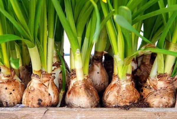 What Are Bulbs in Botany?