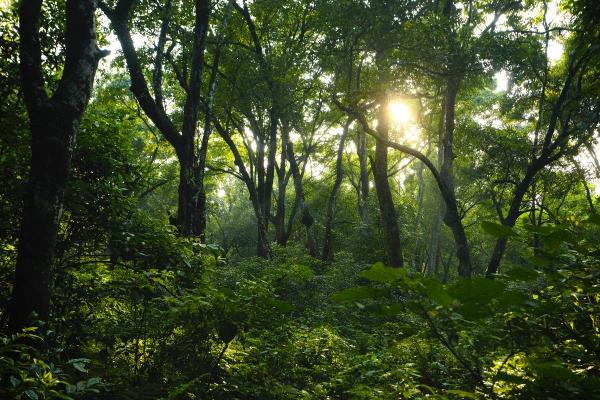 What Is a Carbon Sink Used For? - What are carbon sinks?
