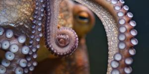 What Are Cephalopods? - Examples & Key Features
