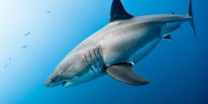 What Are Chordates?