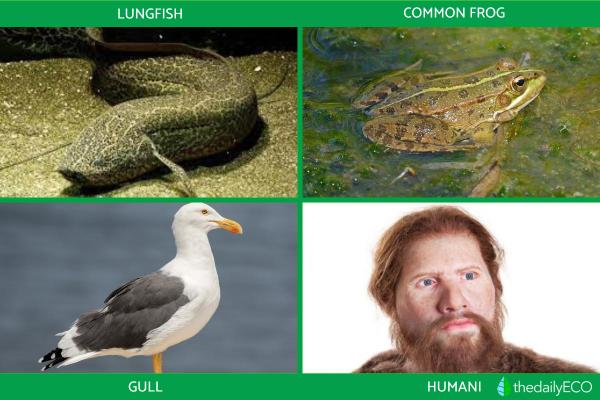 What Are Chordates? -