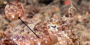 What Are Chromatophores and How Do They Work?