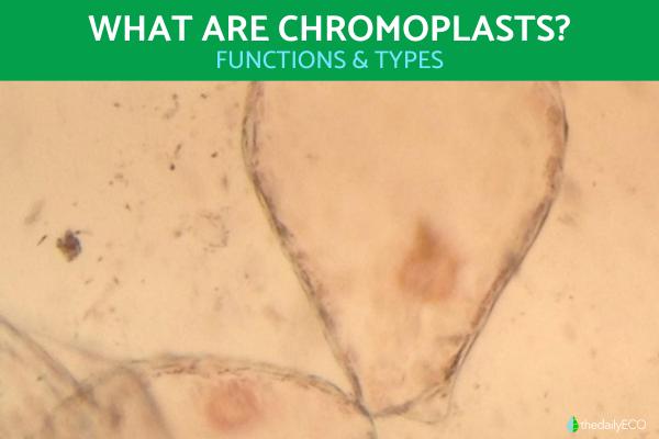 What Are Chromoplasts?