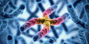 What Are Chromosomes and What Do They Do?