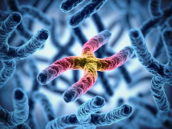 What Are Chromosomes and What Do They Do?