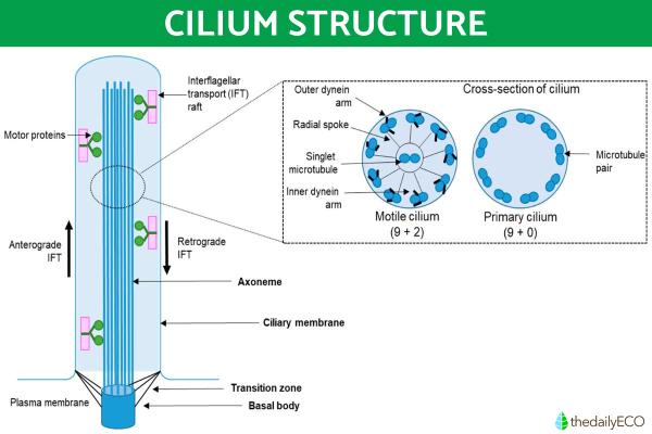 Cilia vs. Flagella Differences in Function and Structure - What are cilia?