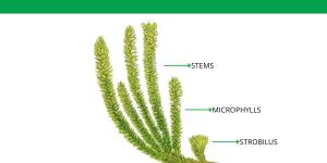 What Are Club Mosses? - Definition and Characteristics
