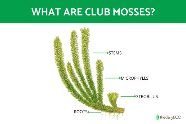 What Are Club Mosses? - Definition and Characteristics