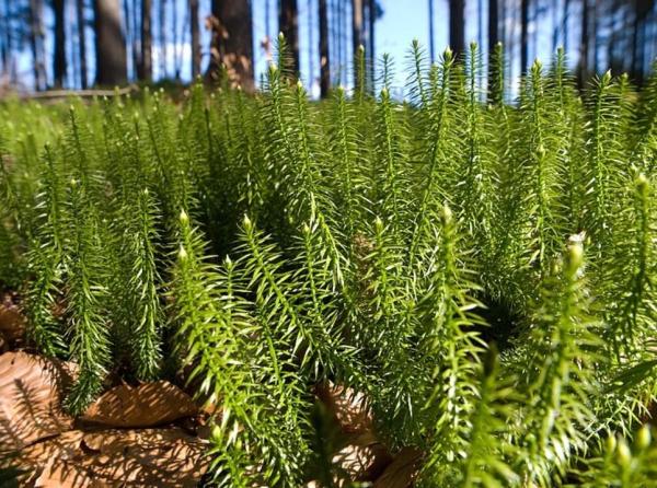 What Are Club Mosses? - Definition and Characteristics - What are club mosses or Lycopodium?