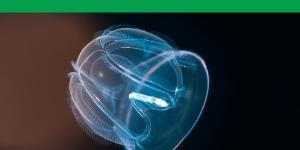 What Are Ctenophores? A Guide to Comb Jellies