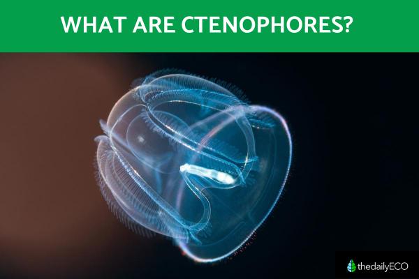 What Are Ctenophores? A Guide to Comb Jellies