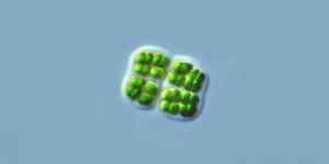 What Are Cyanobacteria in Biology? - Definition With Examples