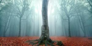 What Are Deciduous Trees?