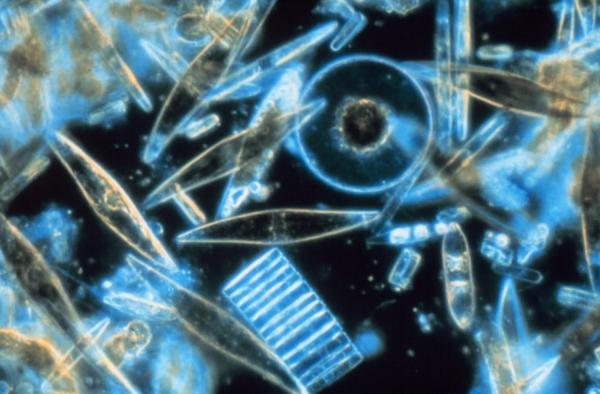 What Is Diatomaceous Earth or Diatomite? - What are diatoms?
