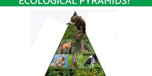 What Are Ecological Pyramids?