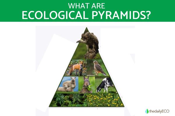 What Are Ecological Pyramids?