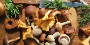 What Are Edible Mushrooms and How to Recognize Them