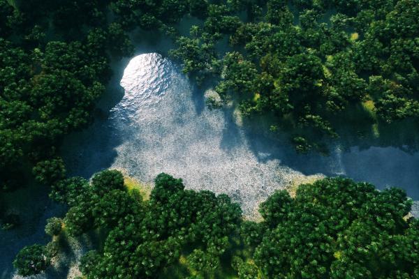 What Are the Environmental Factors in Ecology? - What are environmental factors?