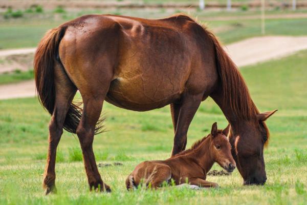 What Are Equine Animals? - What are equine animals?