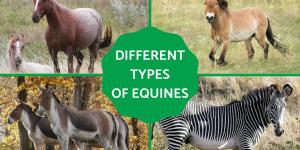 What Are Equine Animals?