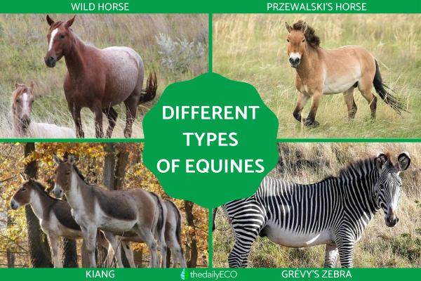 What Are Equine Animals?