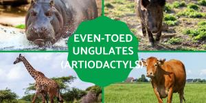What Are Even-Toed Ungulates?